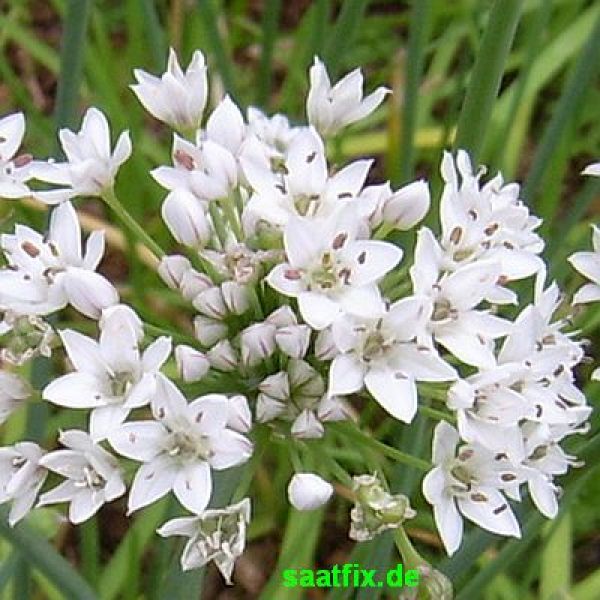 Allium tuberosum (Chinesischer Schnitt-Knoblauch)