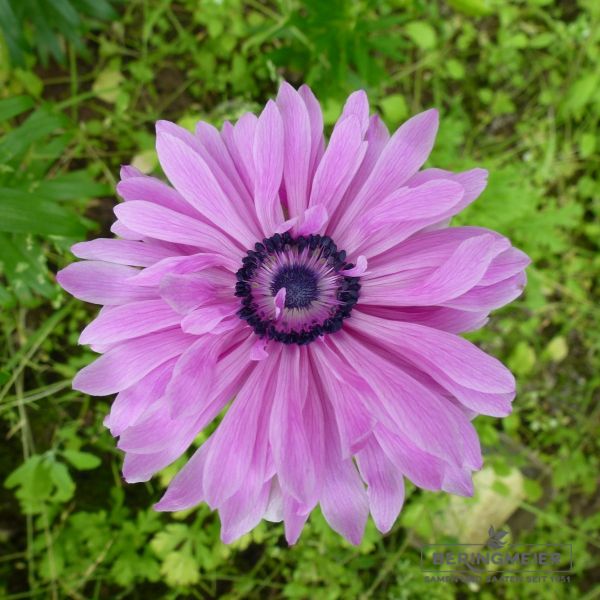 Anemone coronaria gefüllt The Admiral 1