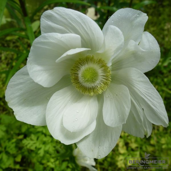 Anemonen coronaria De Caen The Bride Kronenanemone 1