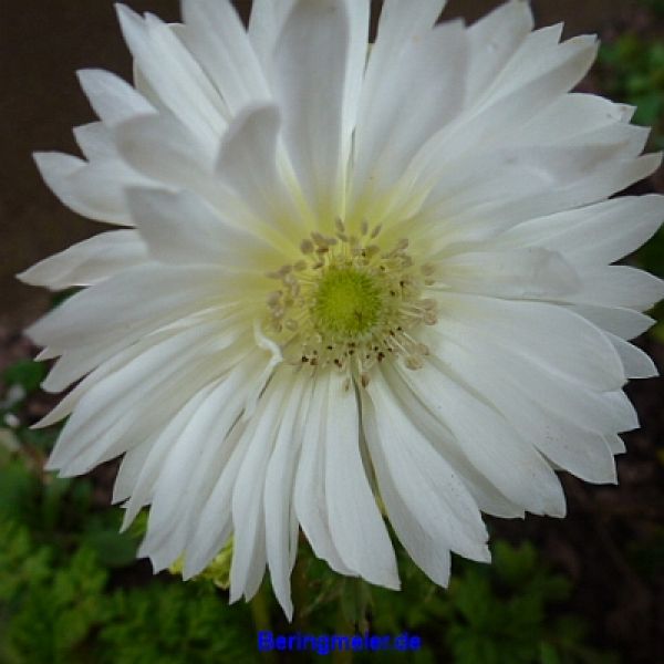 Anemonen coronaria gefüllt  Mount Everest 1