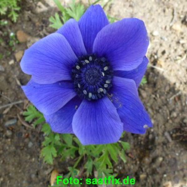  Anemonen  coronaria Mr Fokker Kronenanemone Saatfix 