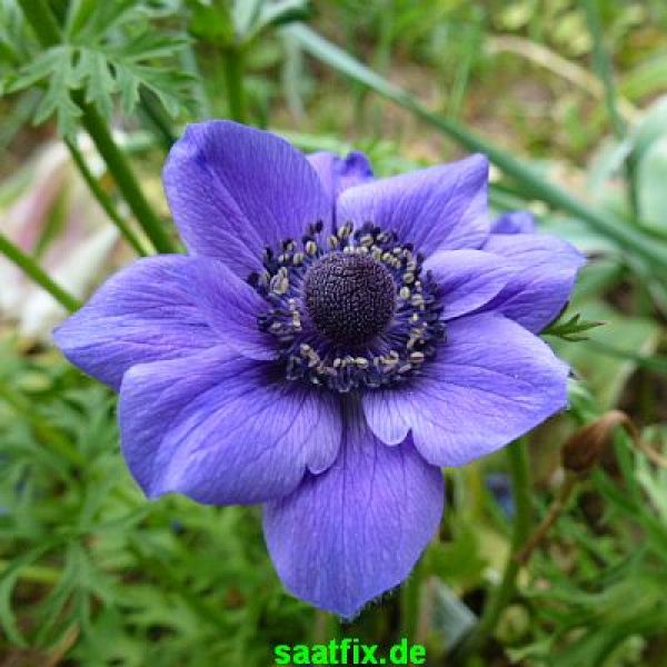 Anemonen coronaria Mr. Fokker Kronenanemone 2