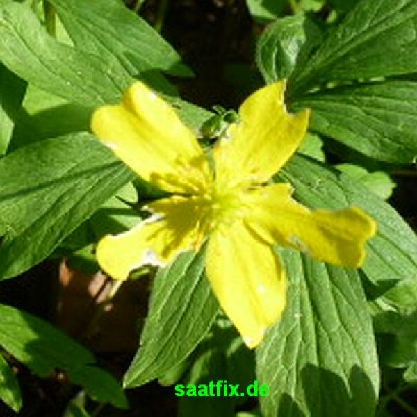 Anemonen ranunculoides