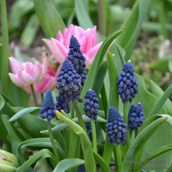 Bellevalia pycnantha - Muscari paradoxum