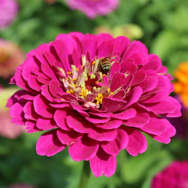 Zinnien Benarys Riesen Purple