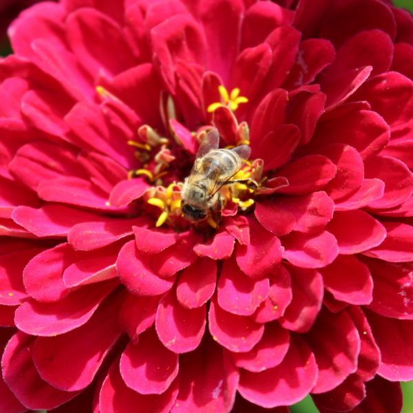 Zinnien Benarys Riesen Carmine