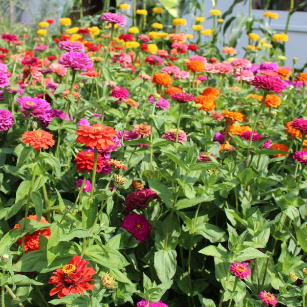 Zinnien Benarys Riesen Mischung