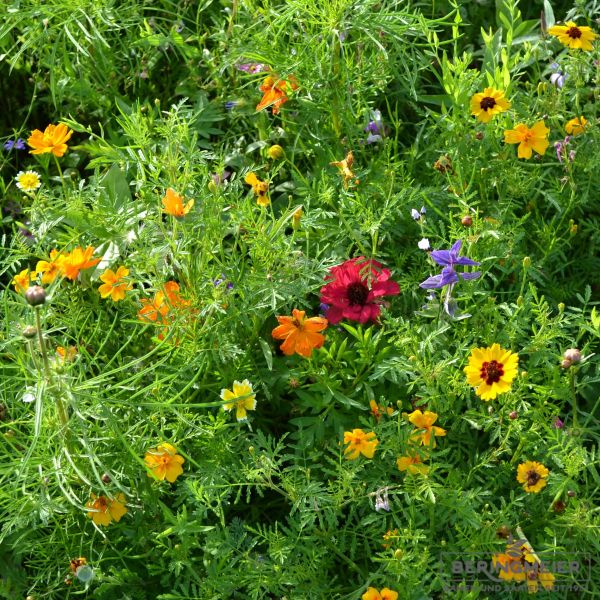 Blühmischung LaFleur Universelle - Blumenwiese