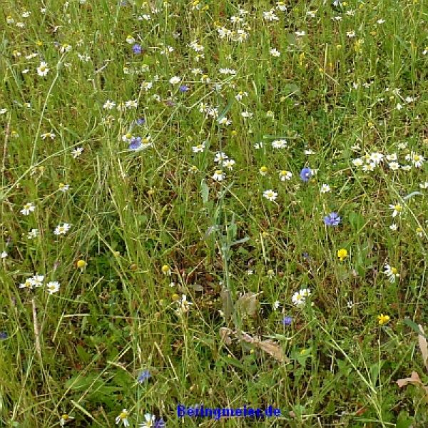 Blumenwiese Wildblumenrasen 1