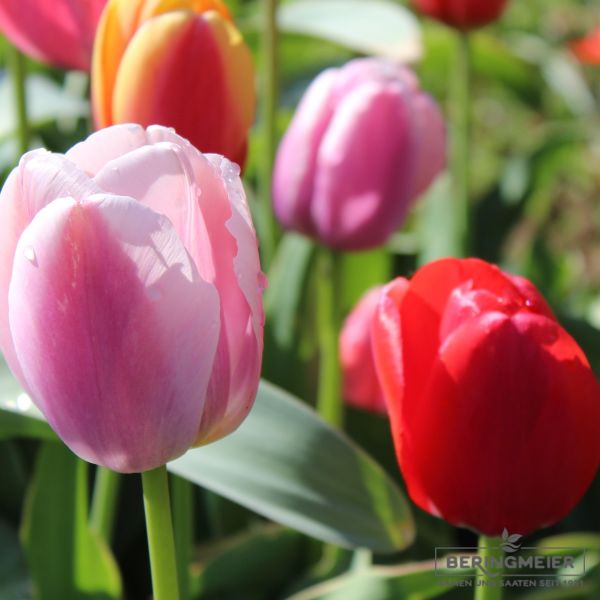 Tulpen Mischung Mixed Strawberry Ice 2