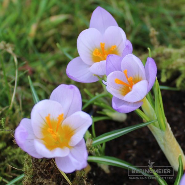 Botanischer Krokus sieberi Firefly - Das Glühwürmchen