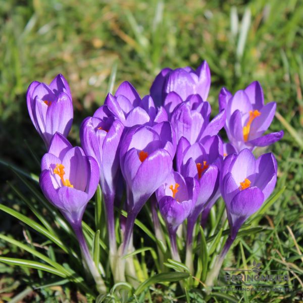 Crocus Botanische tommasinianus Ruby Giant