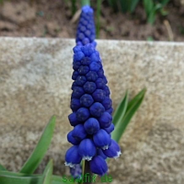 Muscari Traubenhyazinthe botryoides