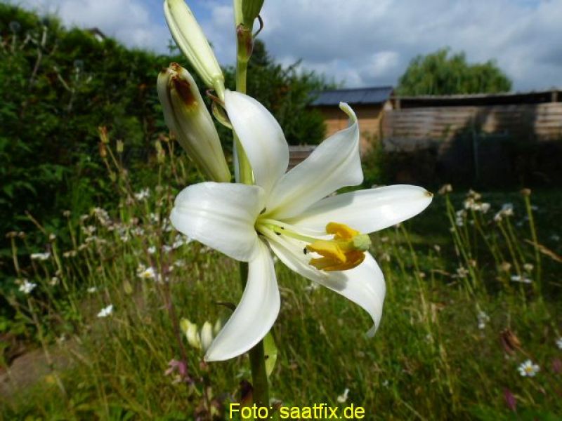 Lilium candidum Madonnenlilie