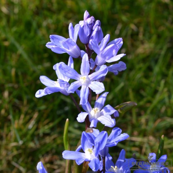 Chionodoxa sardensis - Schneeglanz 1