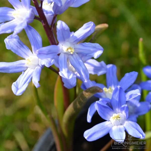 Chionodoxa sardensis - Schneeglanz 2