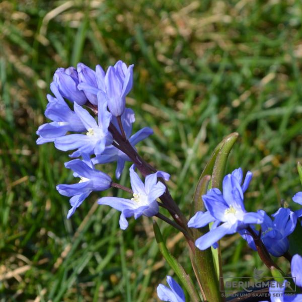 Chionodoxa sardensis - Schneeglanz 3