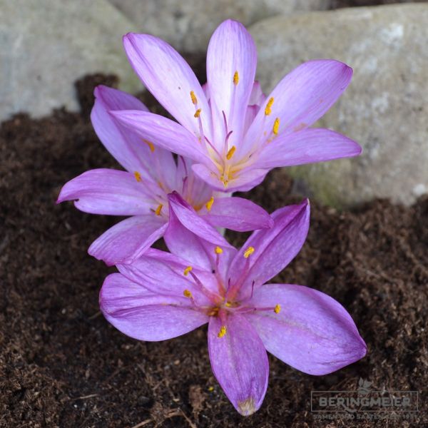 Colchicum cilicicum spätes Blühstadium