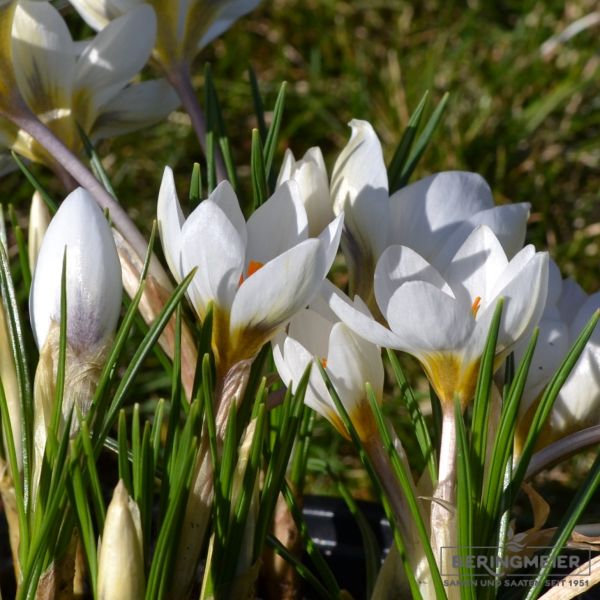 Crocus chrysanthus Snowbunting 1