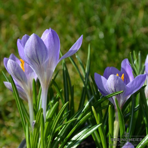 Crocus Botanische etruscus Zwanenburg