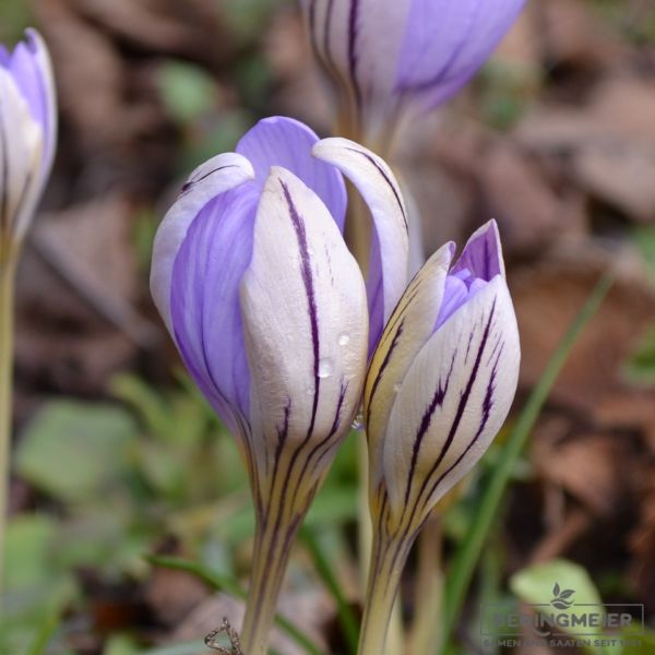 Crocus Botanische imperati de Jager 1