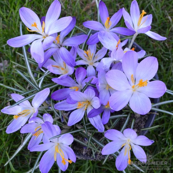 Botanischer Krokus tommasinianus Whitewell Purple 3