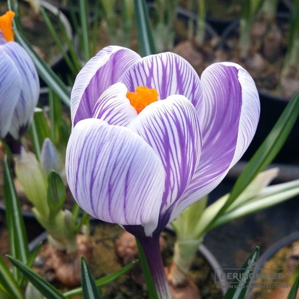 Crocus Großblumige Pickwick