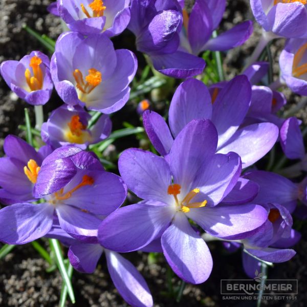 Botanischer Krokus tommasinianus Whitewell Purple 2