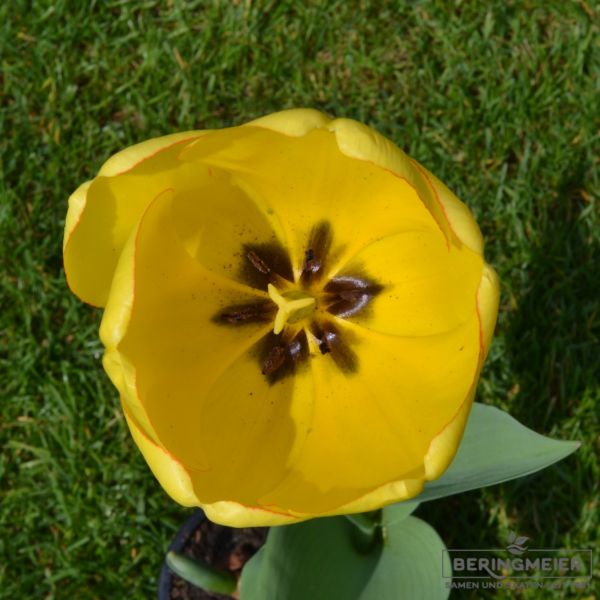 Darwin-Hybrid-Tulpen Golden Parade 3
