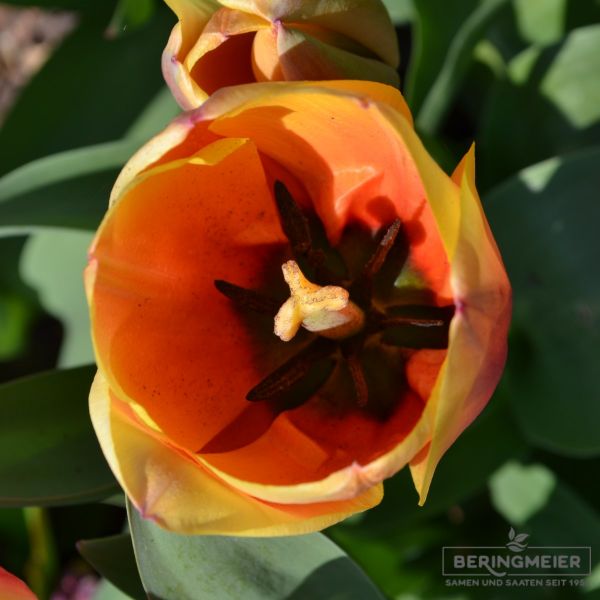Darwin-Hybrid-Tulpen Apeldoorn´s Elite