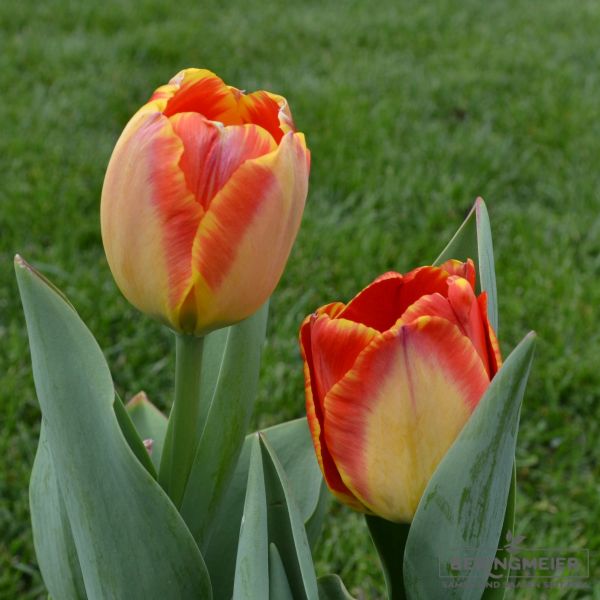 Darwin-Hybrid-Tulpen Banja Luka 1