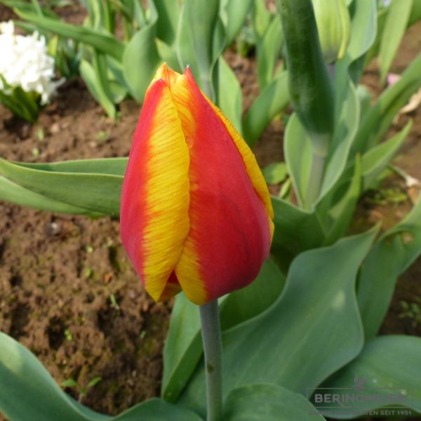 Einfache Frühe Tulpe Keizerskroon Kaiserkrone 1