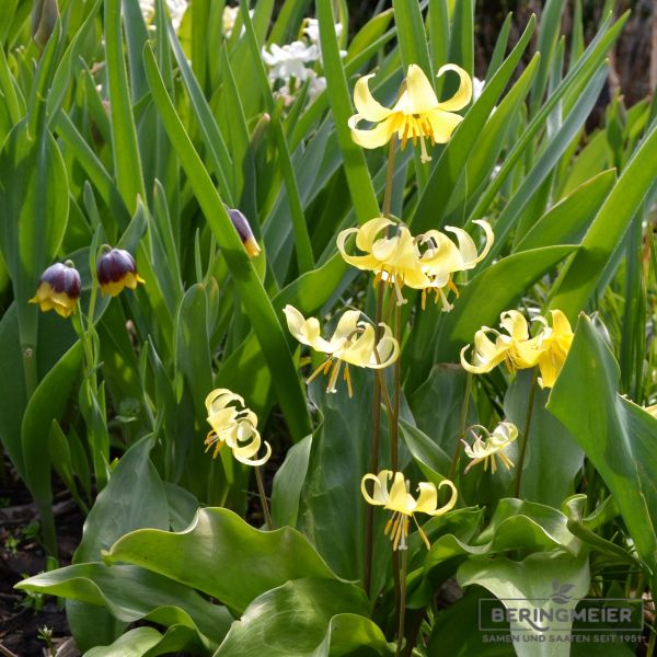 Erythronium hybride Pagoda - Zahnlilie 4