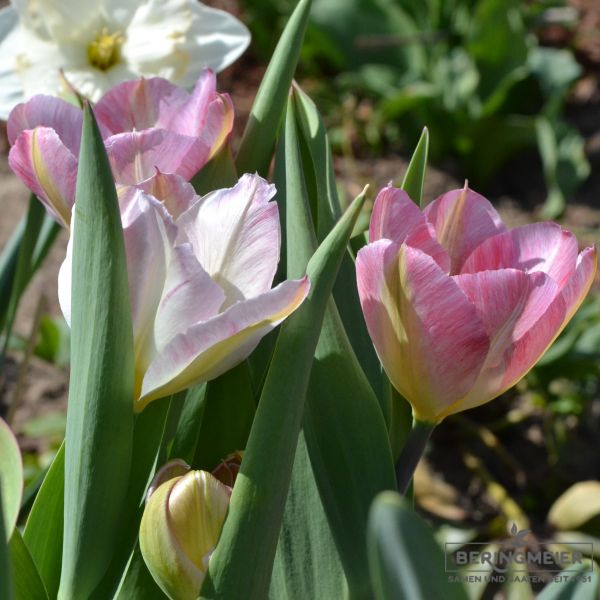 Fosteriana Tulpen Flaming Purissima 5