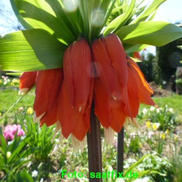 Fritillaria imperialis Rubra 2