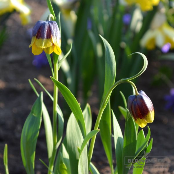 Fritillaria michailovskyi - Glockenlilie