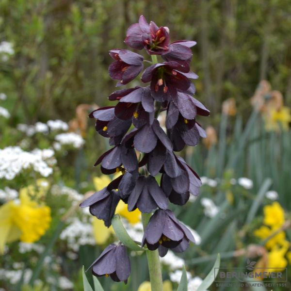 Fritillaria persica Adiyaman - Persische Glockenlilie