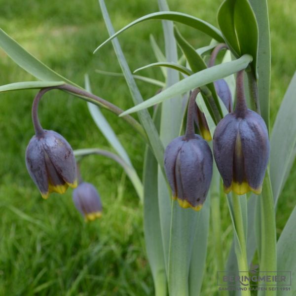 Fritillaria uva-vulpis (assyriaca) - Glockenlilie