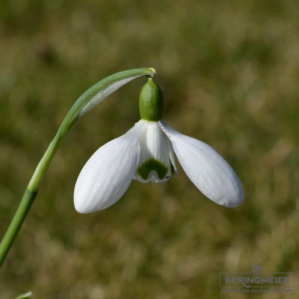 Galanthus Sam Arnott - Schneeglöckchen - Rarität