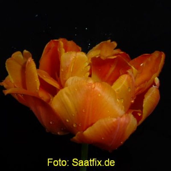 Gefüllte Frühe Tulpen Orca 1