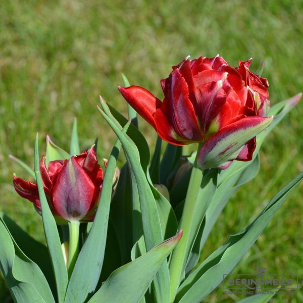 Gefüllte Frühe Tulpe Abba 4