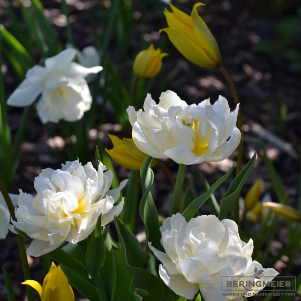 Gefüllte frühe Tulpe Cardinal Mindszenty 5