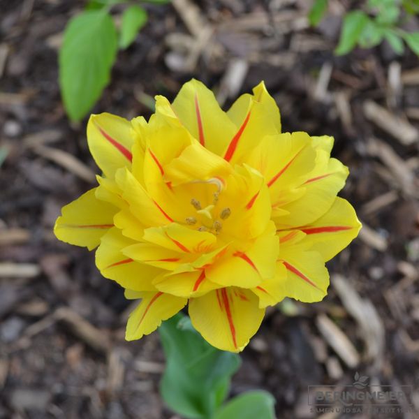 Gefüllte Frühe Tulpe Monsella 3