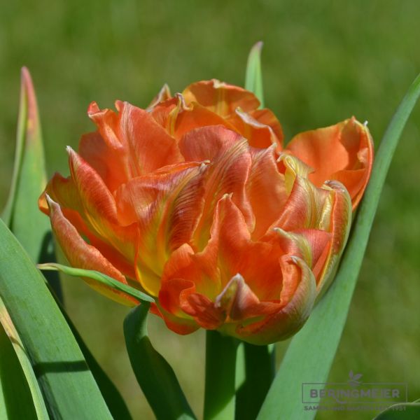 Gefüllte Frühe Tulpe Monte Orange 1
