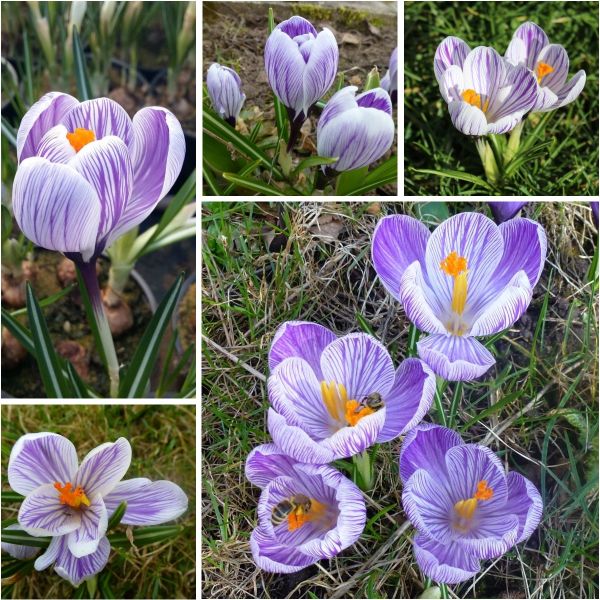 Gestreifte Krokusse - Preiswerte Großblumige Gartenkrokusse