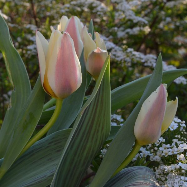 Greigii Tulpen Tarafa 6