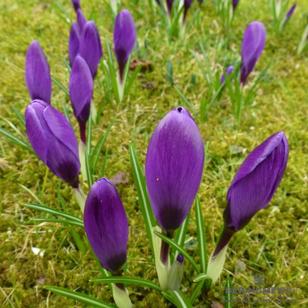 Crocus Großblumige Grand Maitre 1