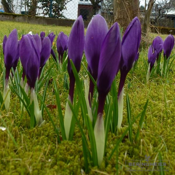 Crocus Großblumige Grand Maitre 2