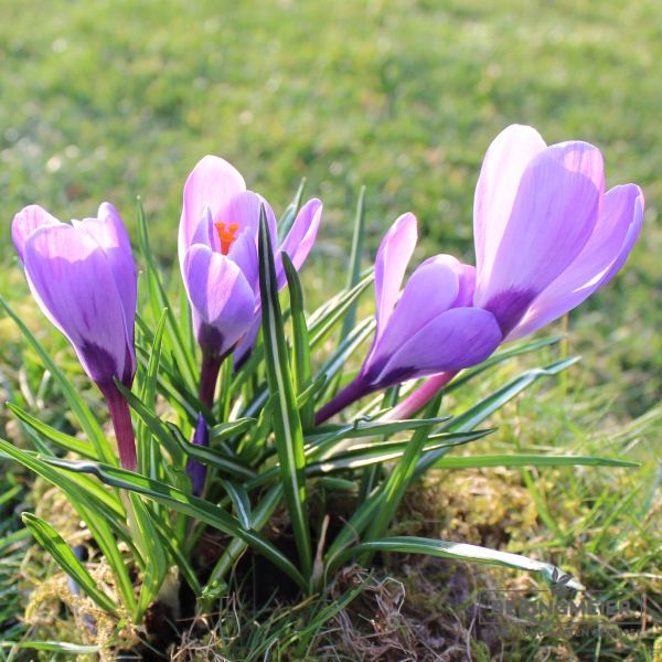 Crocus Großblumige Remembrance 1