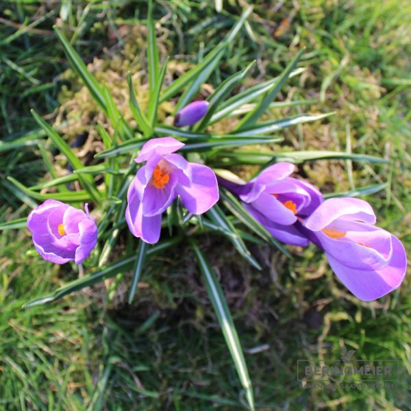 Crocus Großblumige Remembrance 2